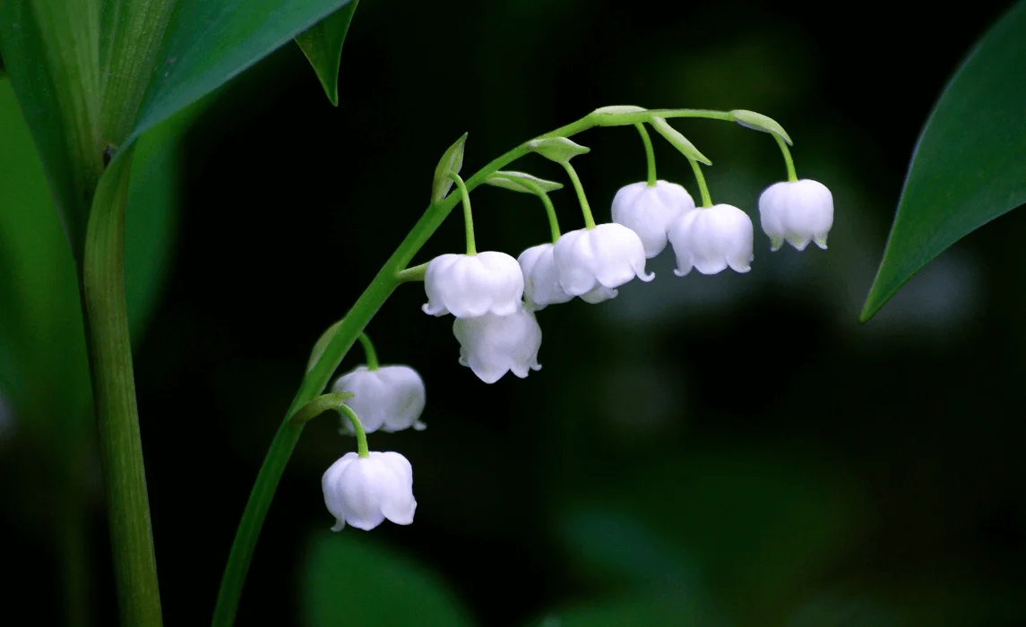 Lily of the Valley flower closeup