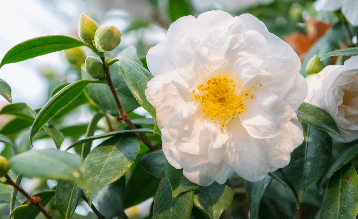 White Camellia flower closeup