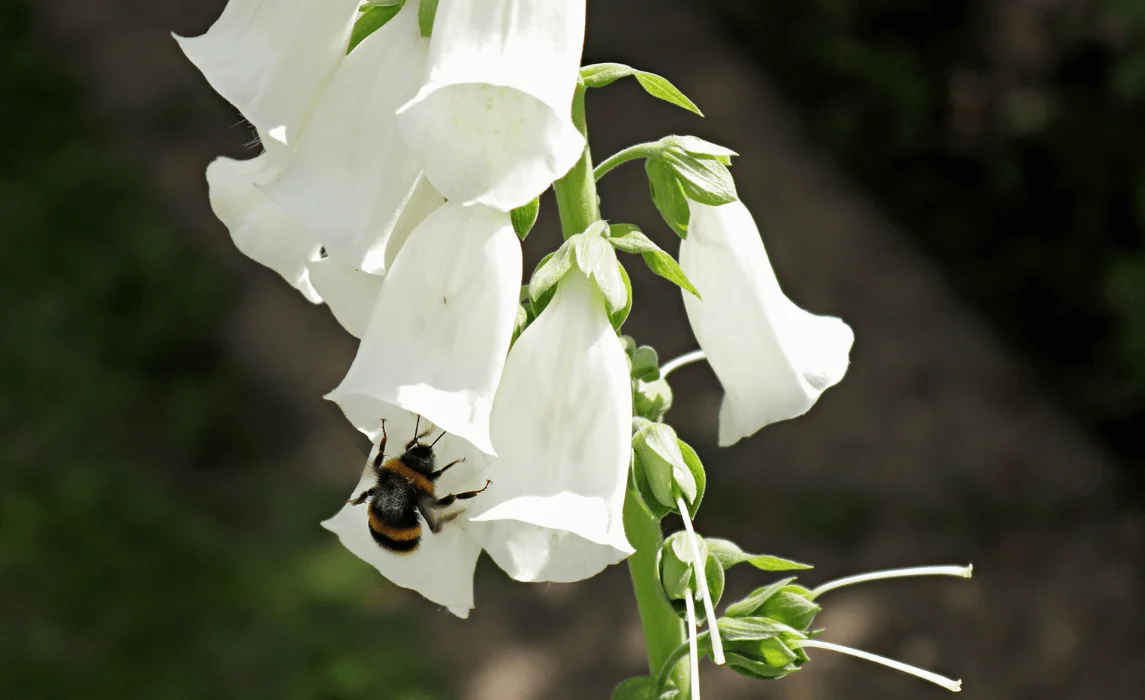 Foxglove flower closeup