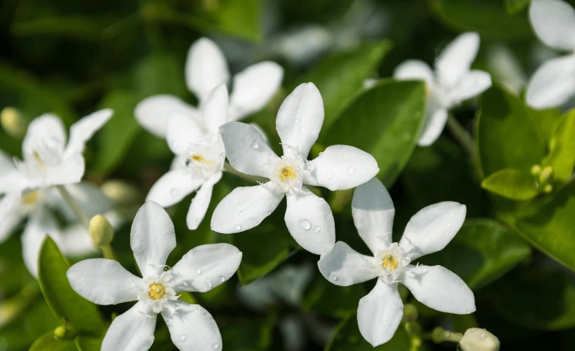 Star Jasmine flower closeup