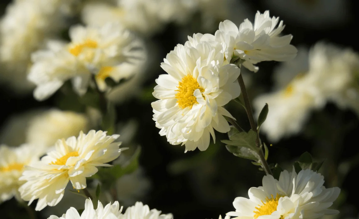 Chrysanthemum flower closeup