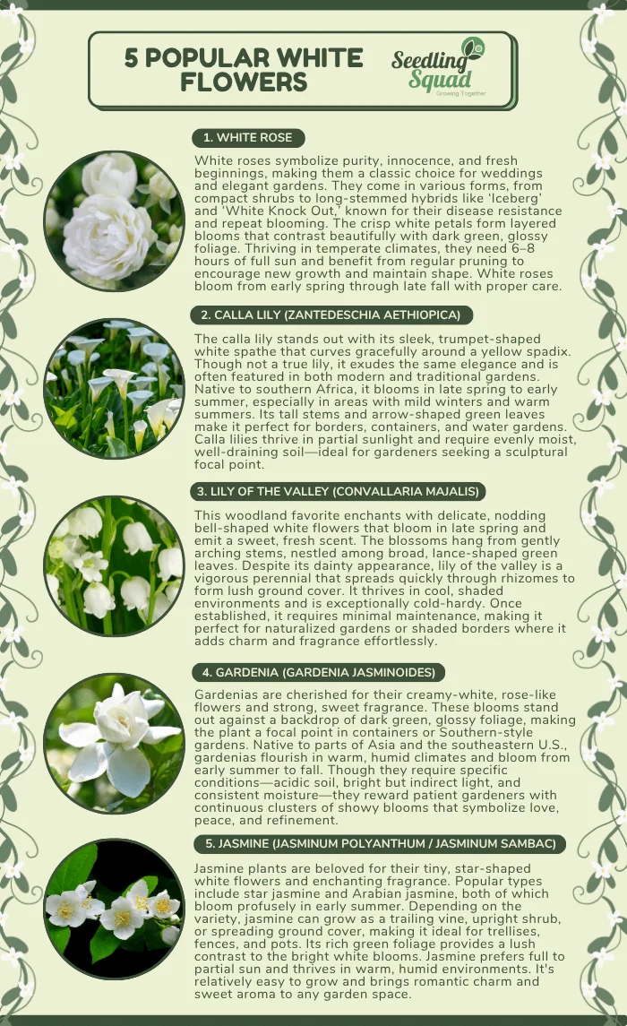 5 popular white flowers infographics: white rose, calla lily, lily of the valley, gardenia, jasmine