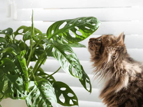 Cat-Friendly Houseplants: The Best Indoor Plants That Are Safe for Cats and Perfect for Any House Plant Lover