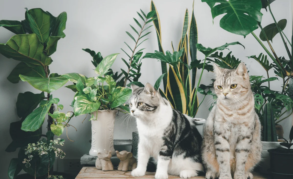 Cat-Friendly Houseplants: The Best Indoor Plants That Are Safe for Cats and Perfect for Any House Plant Lover