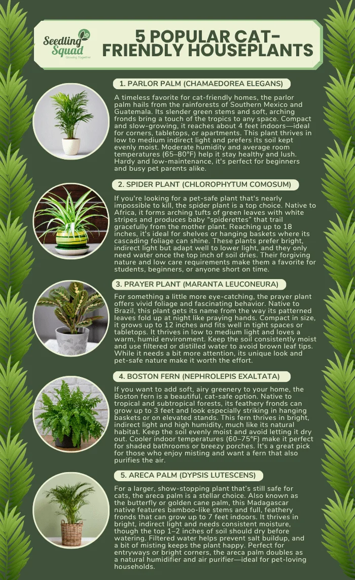5 popular cat-friendly houseplants infographics: Parlor palm, spider plant, prayer plant, boston fern, areca palm