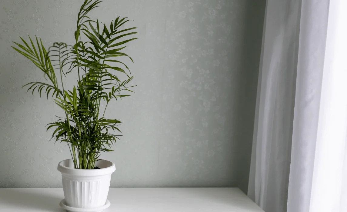 Parlor Palm (Chamaedorea elegans) 