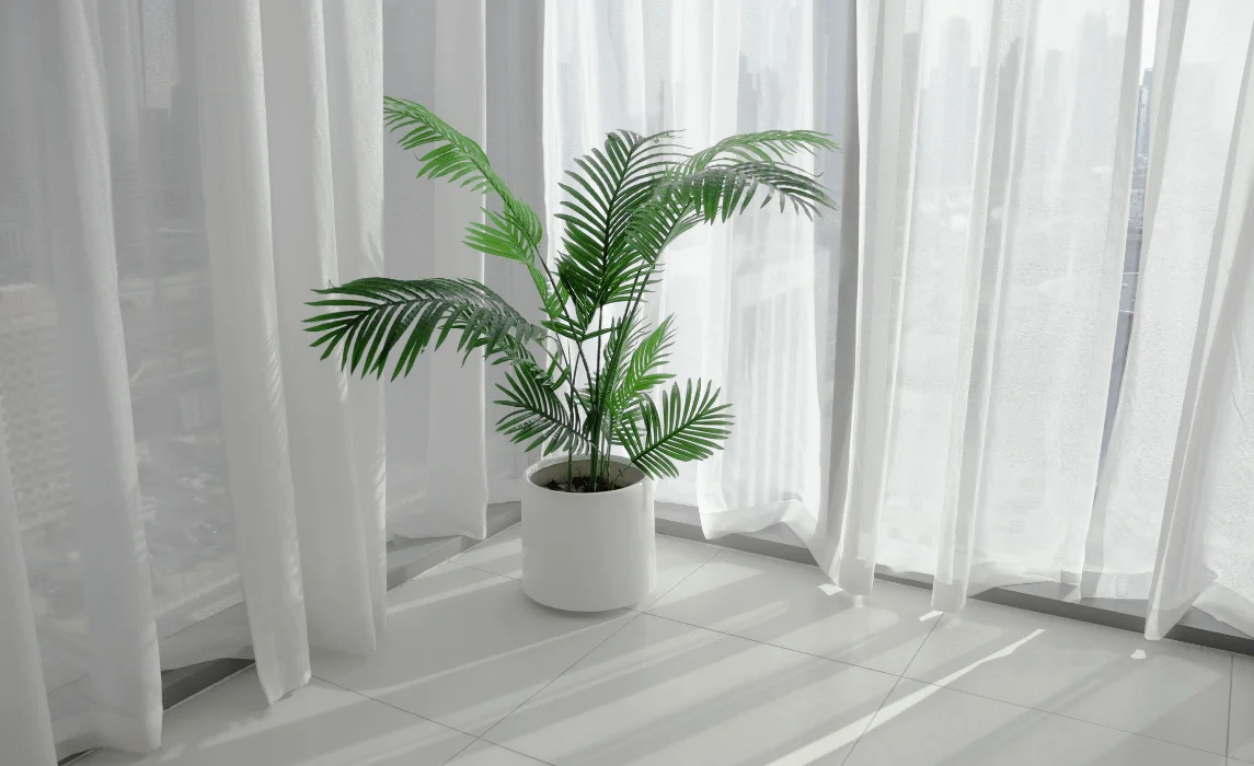 Areca Palm (Dypsis lutescens)