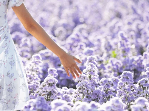 Purple Flower Garden: Create a Stunning Garden with Vibrant Purple Blooms