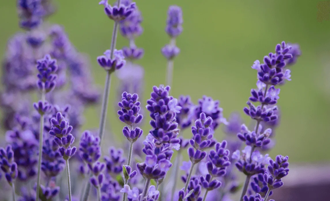 Lavender (Lavandula angustifolia) closeup