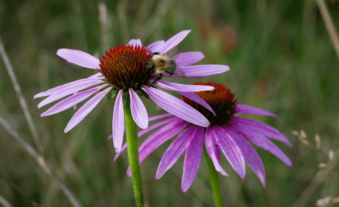 Purple Coneflower (Echinacea purpurea) closeup