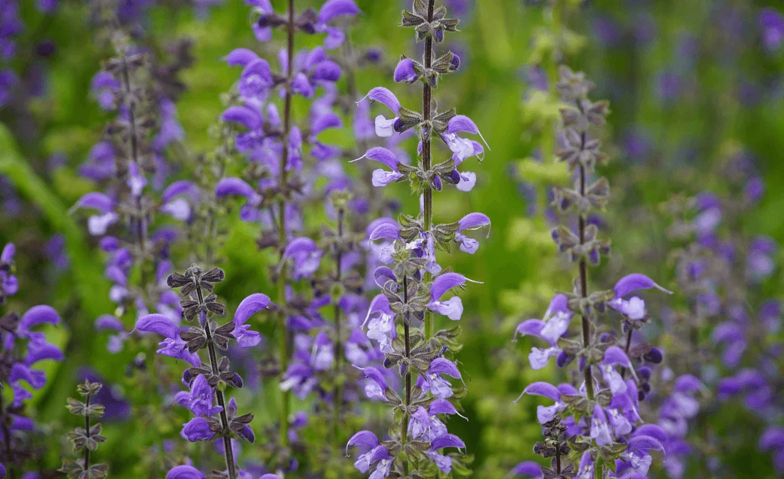 Salvia (Salvia nemorosa 'Caradonna') closeup