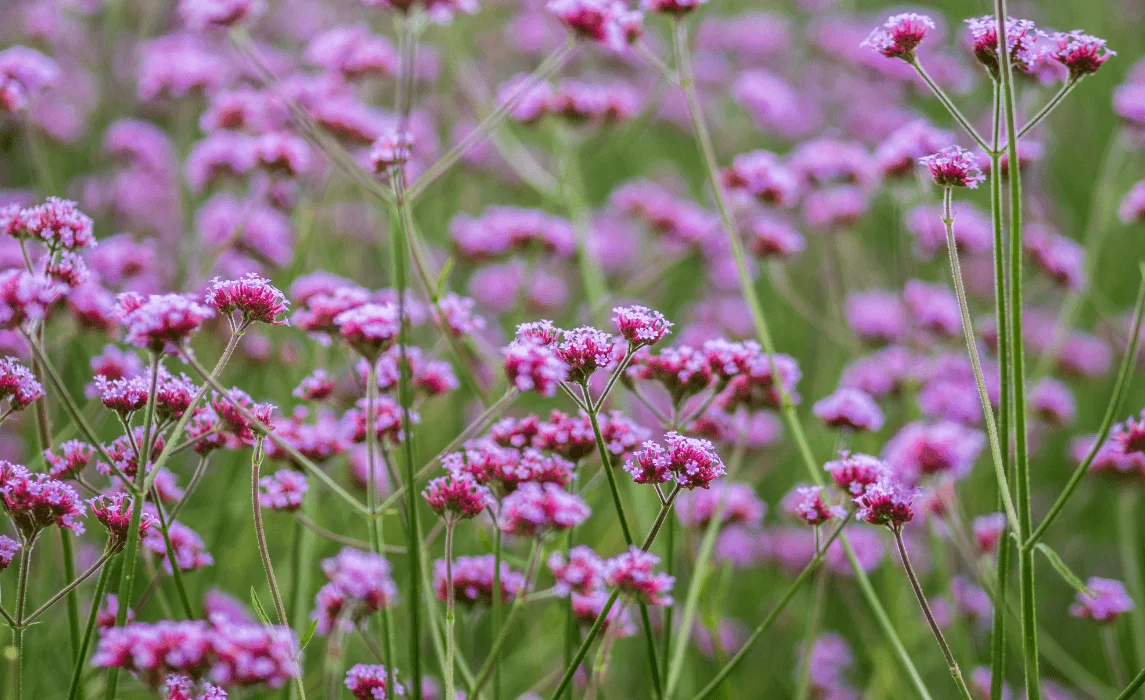 Verbena (Verbena bonariensis) closeup