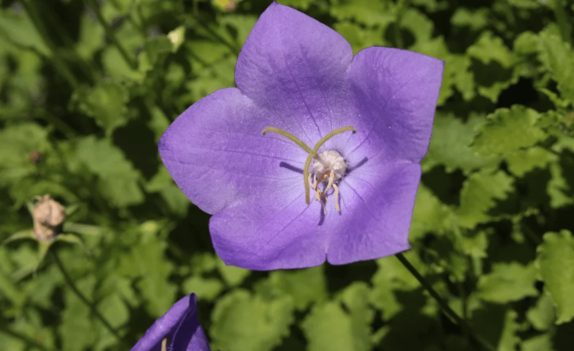 Bellflower (Campanula carpatica) closeup