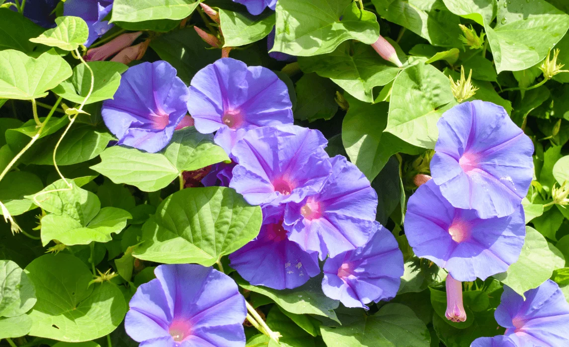 Morning Glory (Ipomoea purpurea) closeup