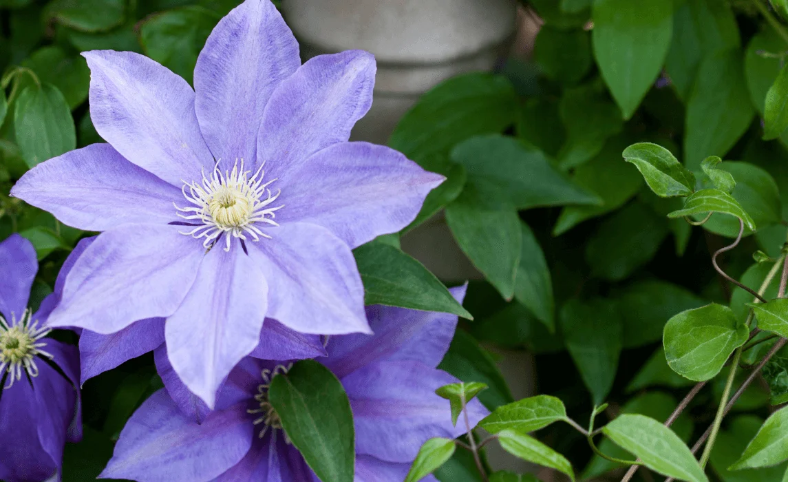 Clematis (Clematis viticella) closeup