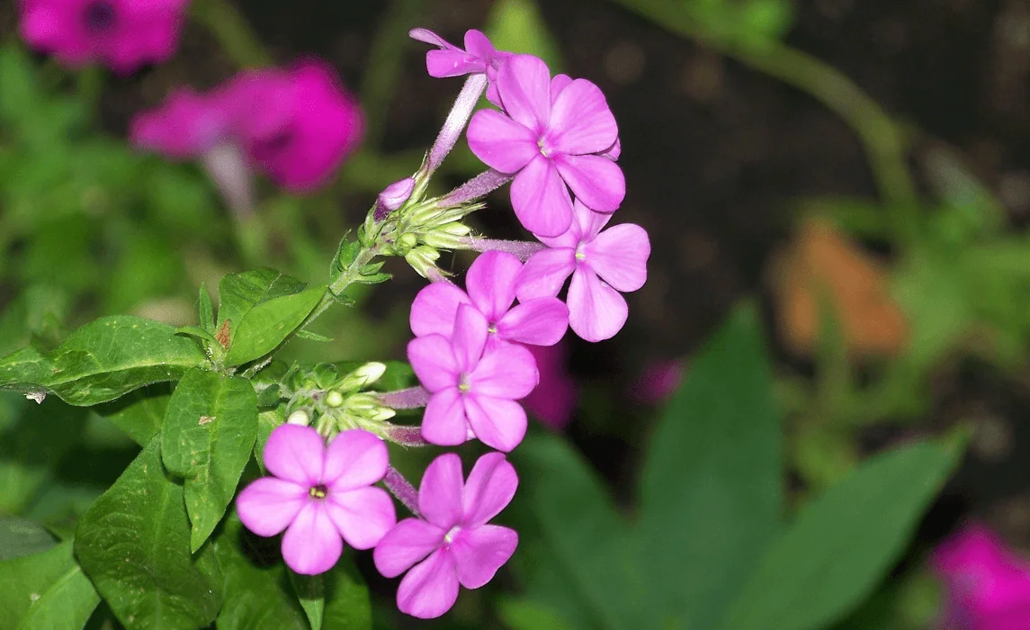 Garden Phlox (Phlox paniculata) closeup flower purple