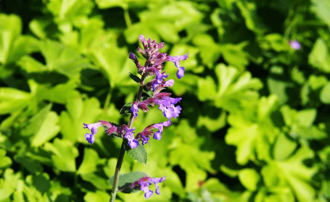 Catmint (Nepeta x faassenii) closeup purple flower