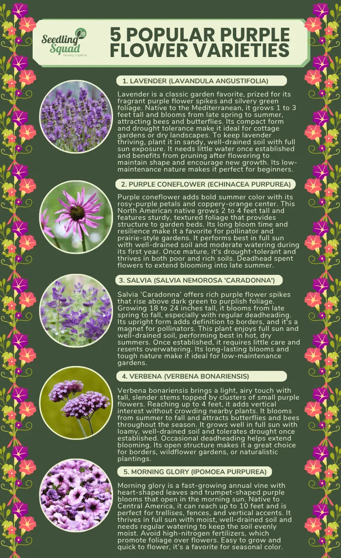 5 popular purple flower varieties infographics: lavender, purple coneflower, salvia, verbena, morning glory