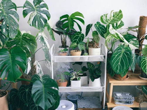Indoor Garden Ideas: Creative Gardening Ideas for a Small Space Garden