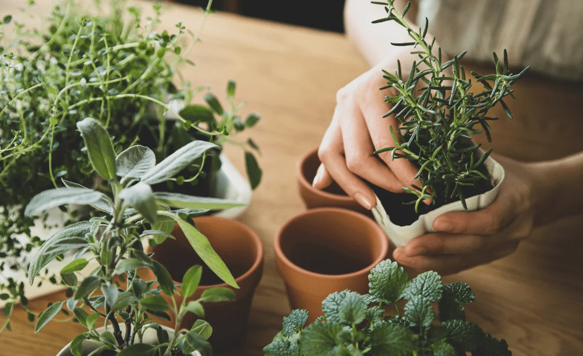 Indoor Garden Ideas: Creative Gardening Ideas for a Small Space Garden