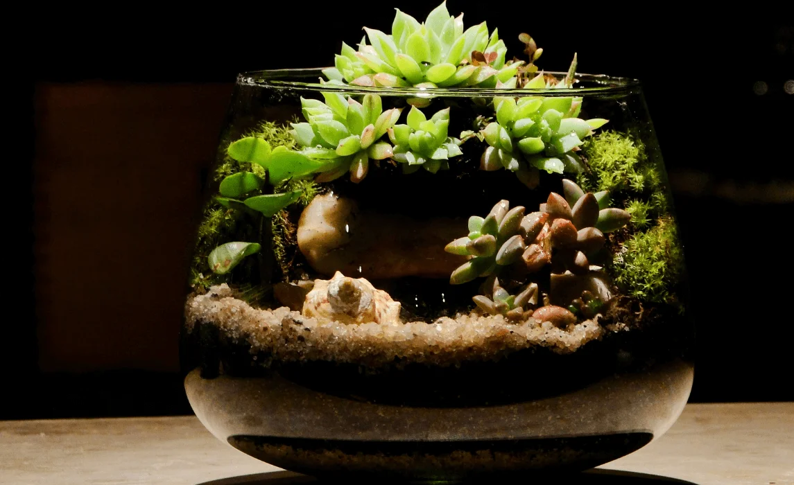 Terrariums