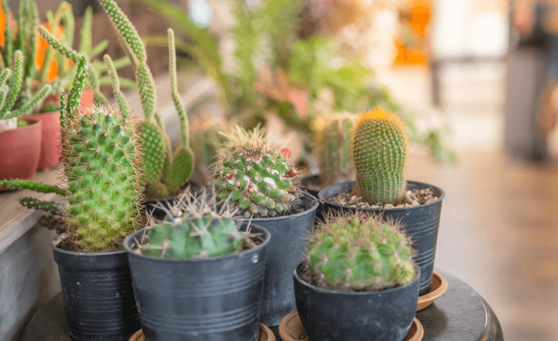 Indoor Cactus Corner