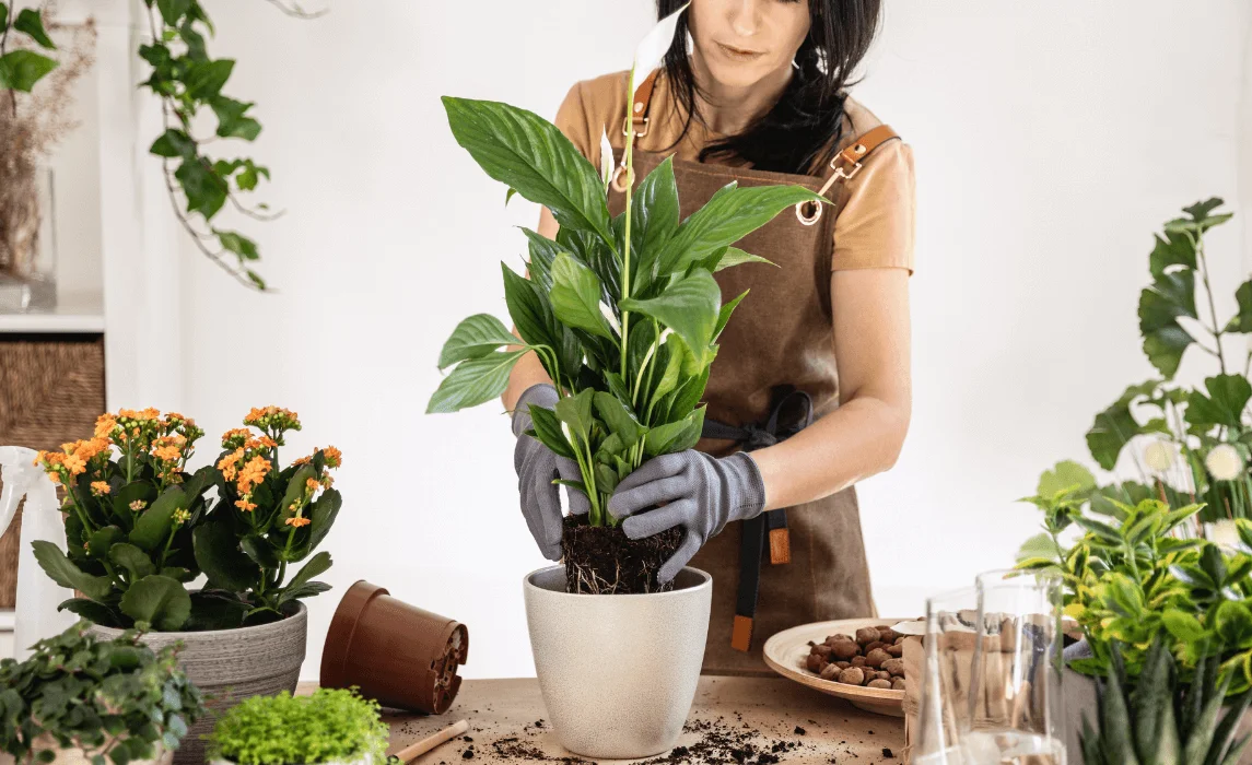Growing and Caring for Peace Lilies: Essential Tips for Peace Lily Plant Care