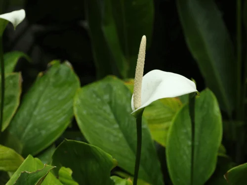 Growing and Caring for Peace Lilies: Essential Tips for Peace Lily Plant Care