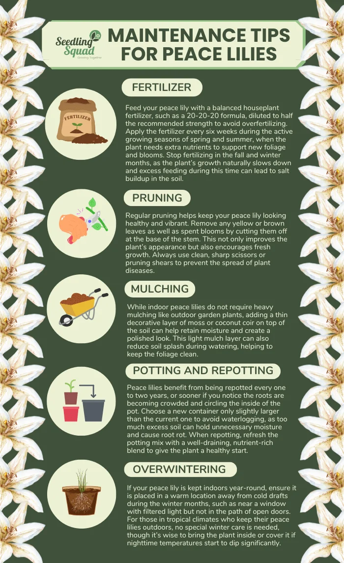 Maintenance Tips for Peace Lilies: fertilizer, pruning, mulching, potting and repotting, overwintering
