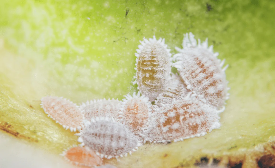 plant pest closeup