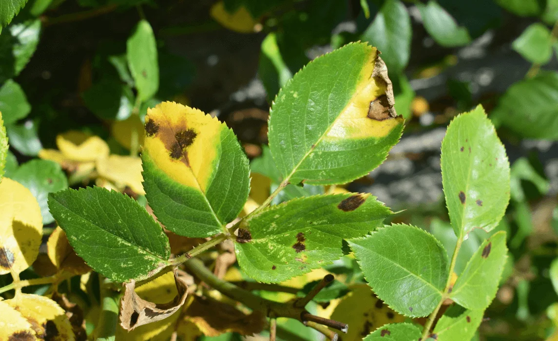 plant disease closeup