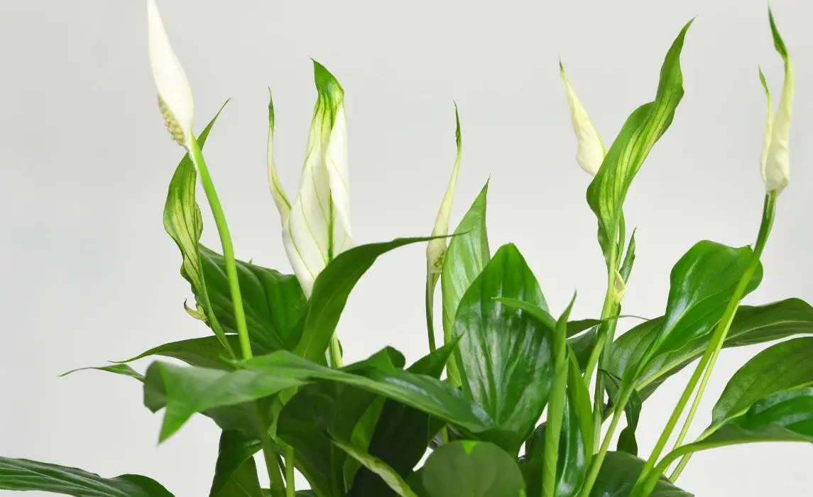 peace lily plant closeup