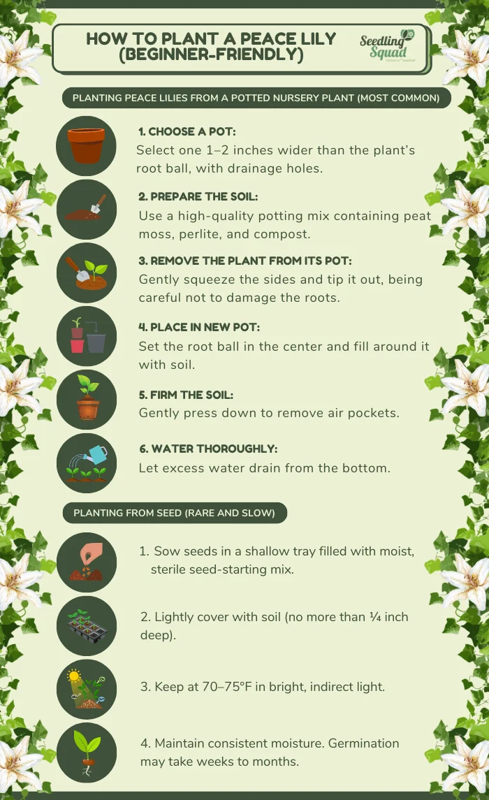 How to Plant a Peace Lily (Beginner-Friendly infographic)