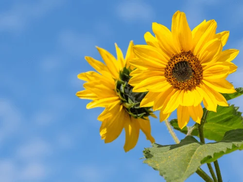Growing Sunflower: How to Plant Sunflowers and Grow Sunflowers Successfully