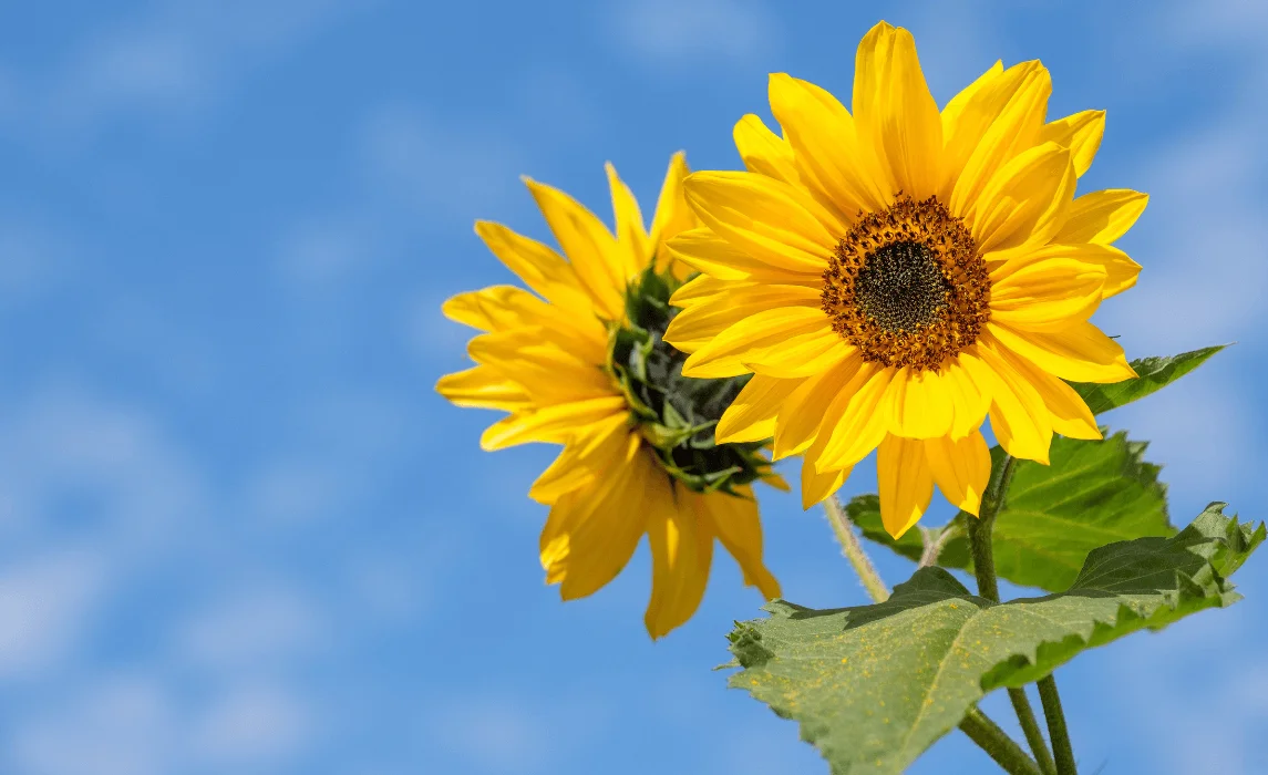 Growing Sunflower: How to Plant Sunflowers and Grow Sunflowers Successfully