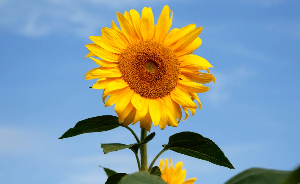 Traditional Giant Sunflower (Helianthus annuus) closeup