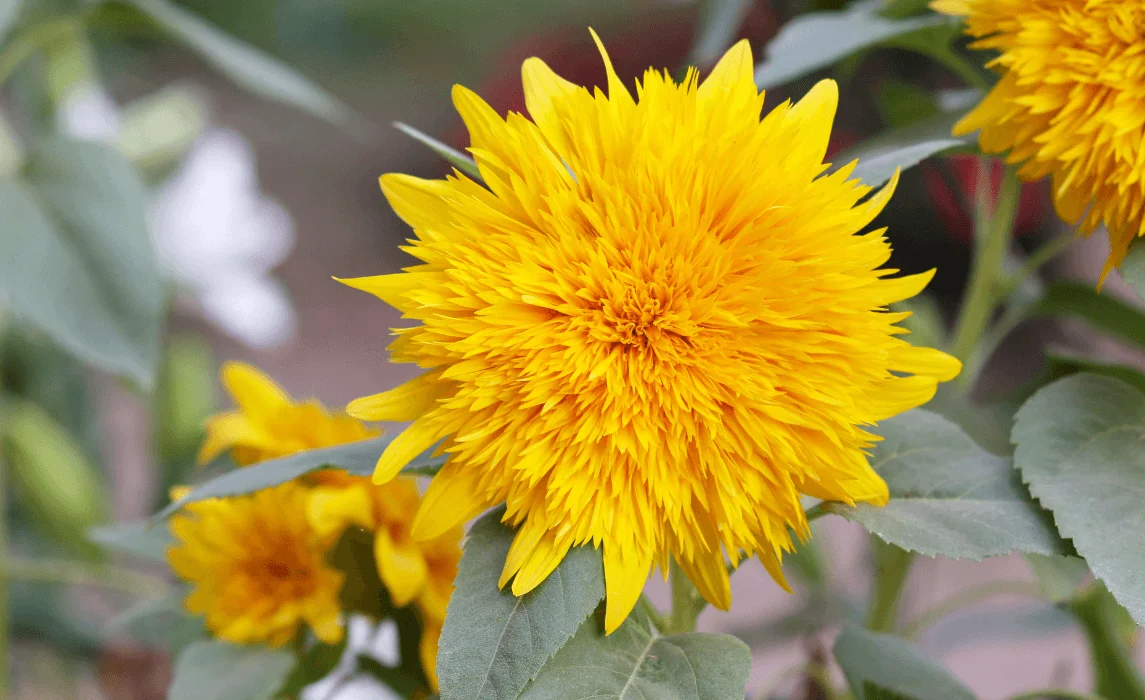 Dwarf Sunflowers (e.g., Sunspot, Teddy Bear) closeup