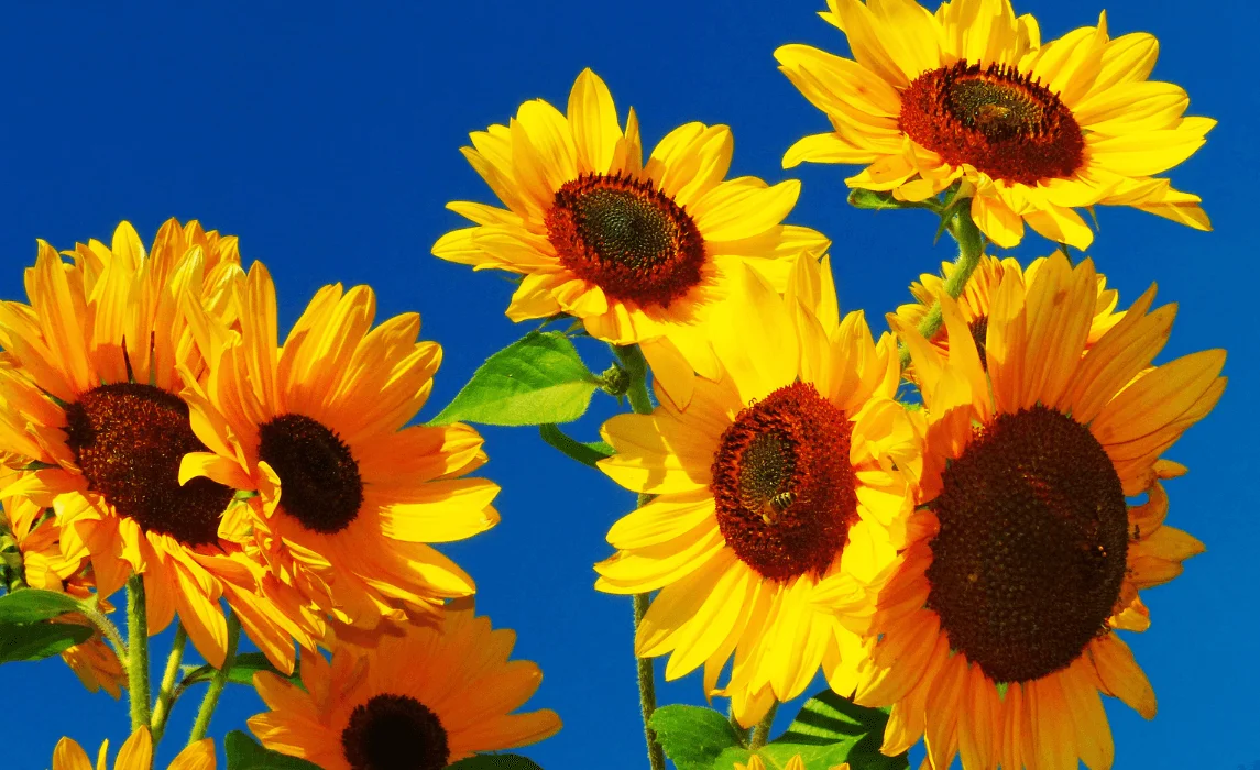 Multi-branching Sunflowers (e.g., Autumn Beauty, Lemon Queen) closeup