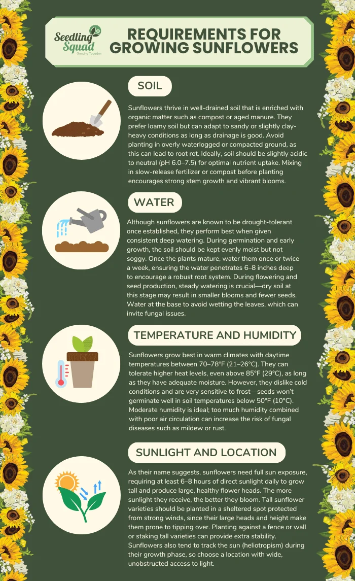 Requirements for Growing Sunflowers infographics