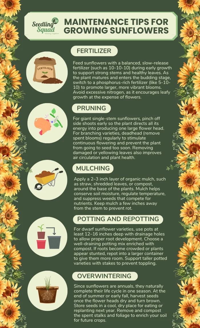 Maintenance Tips for Growing Sunflowers: infographics