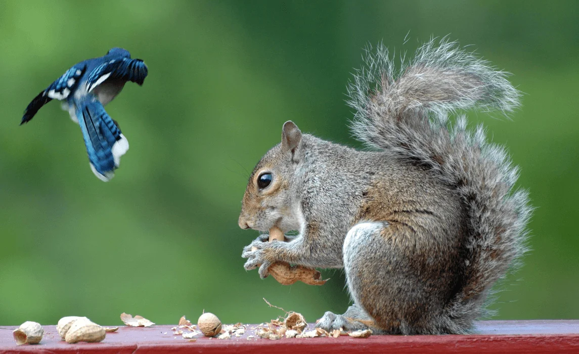 sunflower pests squirrel and bird