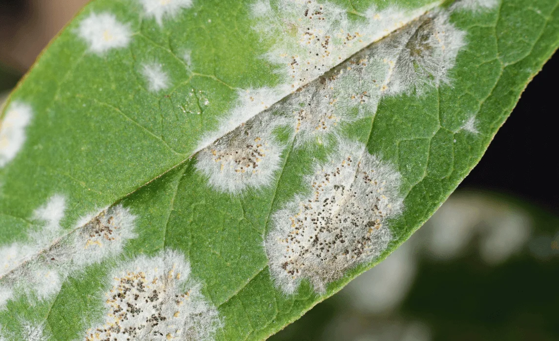 Common Diseases powdery mildew on leaf closeup