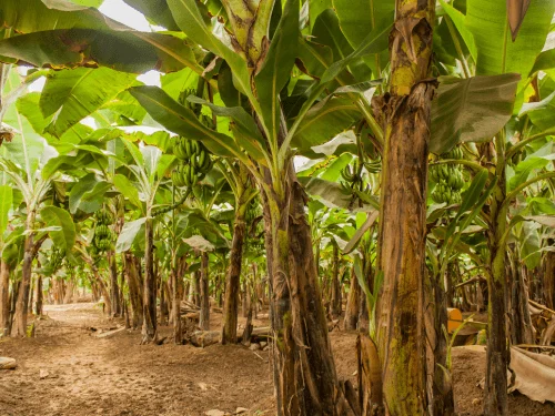 How to Grow and Care for a Banana Tree and Banana Plant