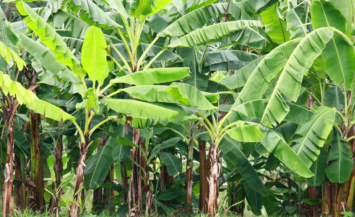 How to Grow and Care for a Banana Tree and Banana Plant
