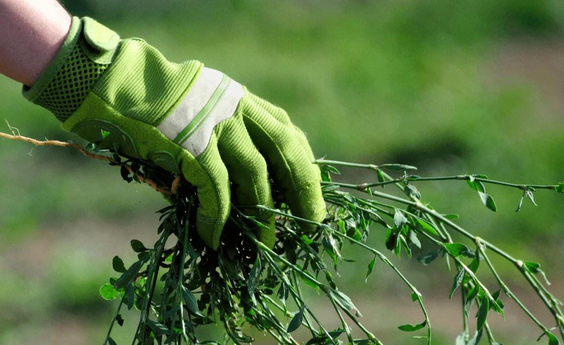 Hand Pulling Weeds with gloves