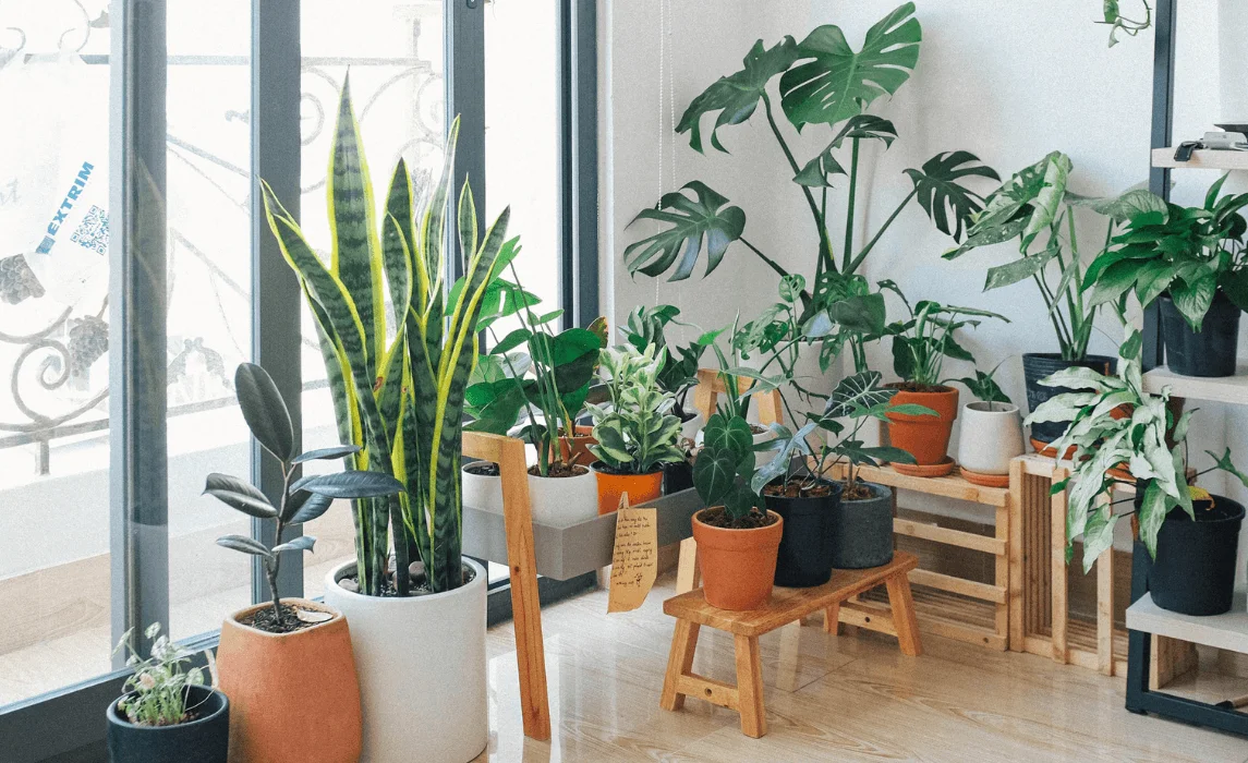 10 Good Luck Plants to Bring Positive Energy and Harmony Into Your Home (Feng Shui Guide)