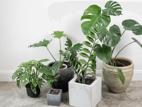 10 Good Luck Plants to Bring Positive Energy and Harmony Into Your Home (Feng Shui Guide)
