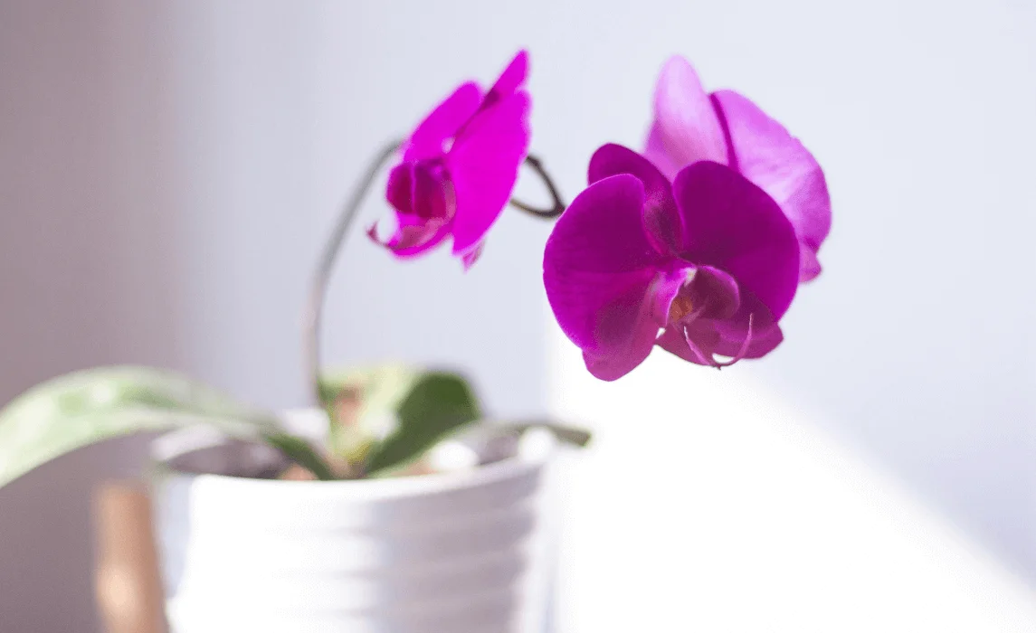Orchids (Orchidaceae family)