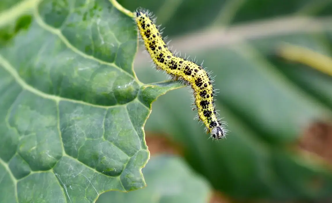 caterpillar plant pest