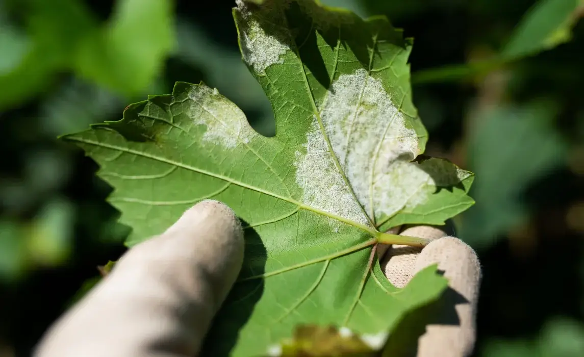 white mildew plant disease